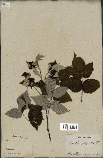 spécimen de Rubus strigosus