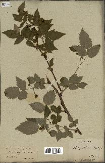 spécimen de Rubus strigosus