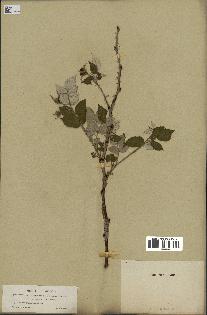 spécimen de Rubus strigosus