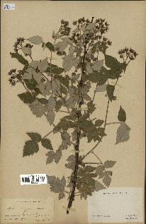 spécimen de Rubus strigosus