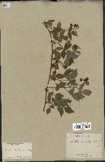 spécimen de Rubus strigosus