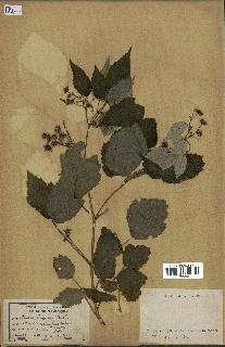 spécimen de Rubus strigosus