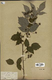 spécimen de Rubus strigosus