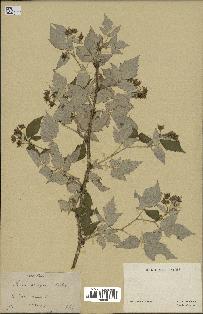 spécimen de Rubus strigosus