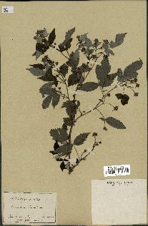 spécimen de Rubus strigosus