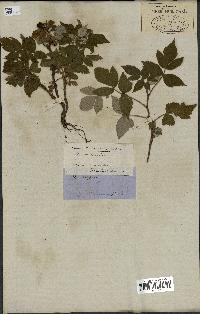 spécimen de Rubus strigosus