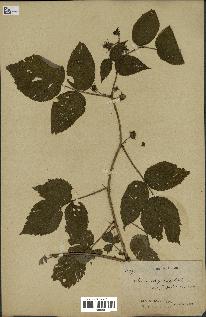 spécimen de Rubus strigosus