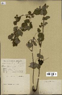 spécimen de Rubus strigosus