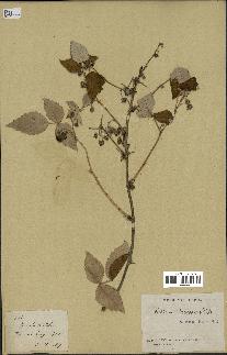 spécimen de Rubus strigosus