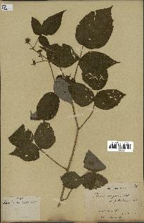 spécimen de Rubus strigosus