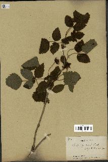 spécimen de Rubus spectabilis