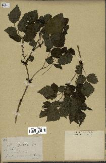 spécimen de Rubus spectabilis