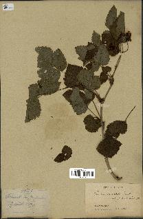 spécimen de Rubus spectabilis