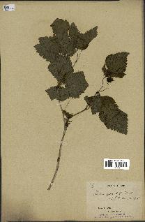 spécimen de Rubus spectabilis