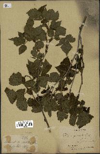 spécimen de Rubus spectabilis