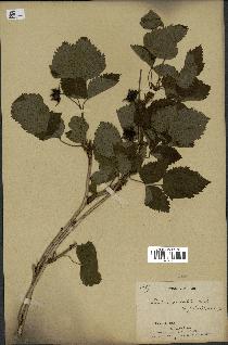 spécimen de Rubus spectabilis