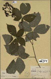 spécimen de Rubus fruticosus