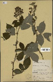 spécimen de Rubus fruticosus