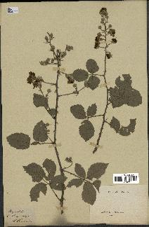 spécimen de Rubus fruticosus