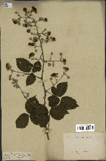 spécimen de Rubus fruticosus