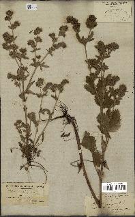 spécimen de Potentilla norvegica