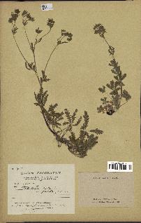 spécimen de Potentilla hirta