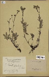 spécimen de Potentilla hirta