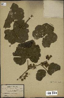 spécimen de Rubus sp.