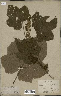 spécimen de Rubus sp.
