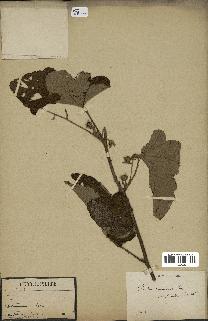 spécimen de Rubus sp.