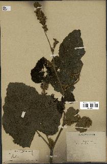 spécimen de Rubus sp.