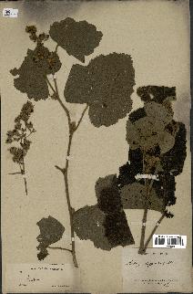 spécimen de Rubus sp.