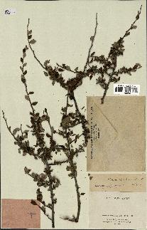 spécimen de Prunus prostrata