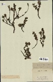 spécimen de Prunus prostrata