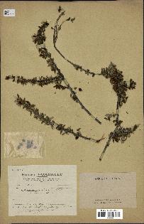 spécimen de Prunus prostrata