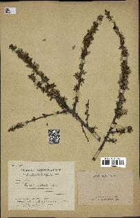 spécimen de Prunus prostrata