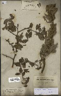 spécimen de Crataegus azarolus