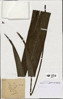 spécimen de indet.