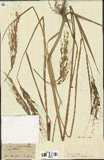 spécimen de Oryza sativa