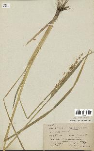 spécimen de Oryza sativa