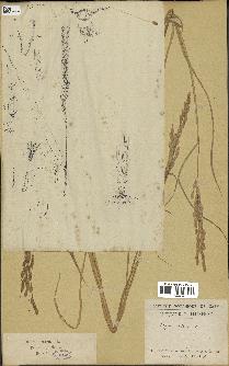 spécimen de Oryza sativa