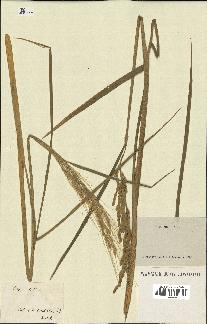 spécimen de Oryza sativa