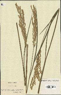 spécimen de Oryza sativa