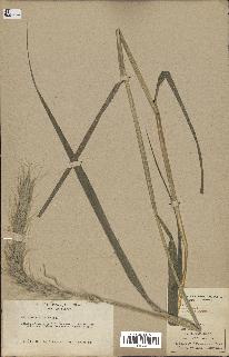 spécimen de Elymus virginicus