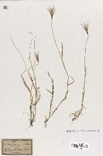 spécimen de Triticum ovatum