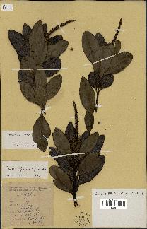 spécimen de Faurea coriacea