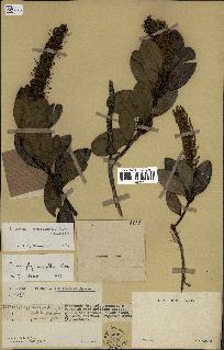 spécimen de Faurea coriacea
