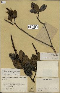 spécimen de Faurea coriacea