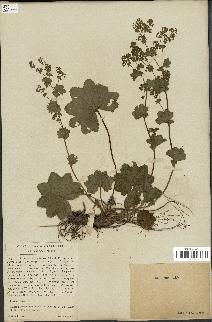 spécimen de Alchemilla glabra