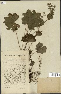 spécimen de Alchemilla glabra